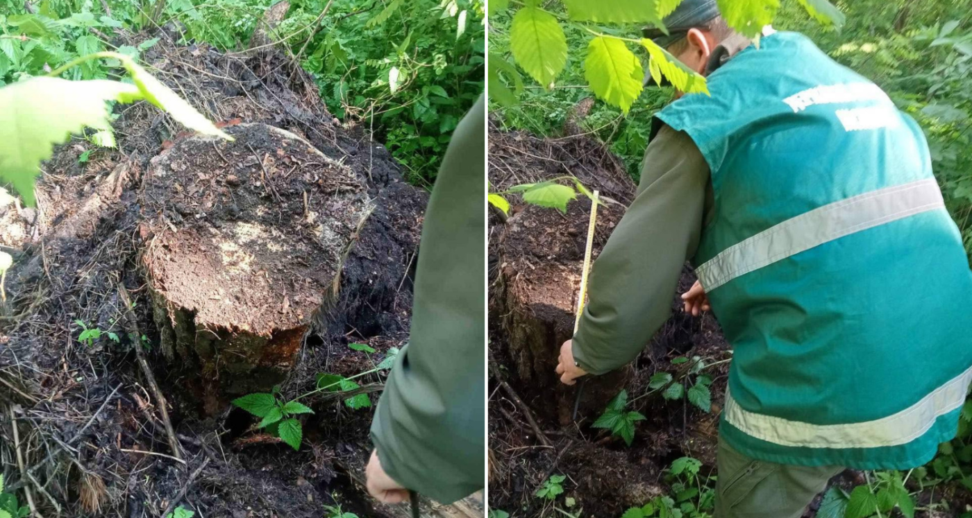 На Чернігівщині в нацпарку незаконно вирубали дерева: збитки перевищили 350 тисяч гривень