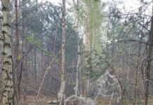 Кожен шостий гектар лісів Чернігівщини залишається недоступним через війну