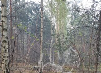Кожен шостий гектар лісів Чернігівщини залишається недоступним через війну
