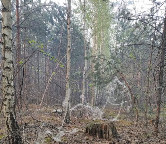Кожен шостий гектар лісів Чернігівщини залишається недоступним через війну