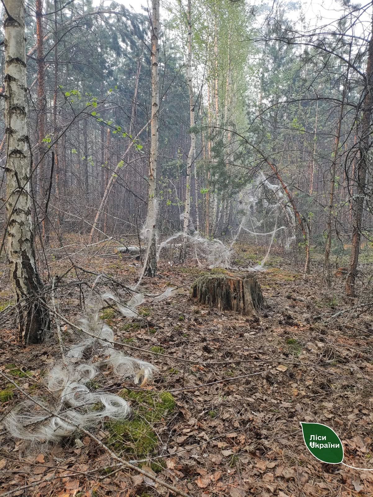 Кожен шостий гектар лісів Чернігівщини залишається недоступним через війну