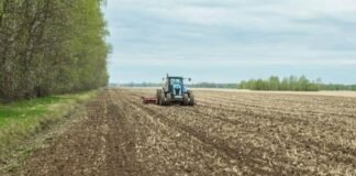 Кукурудза — лідер: аграрії Чернігівщини засіяли понад 1 млн гектарів ярих культур