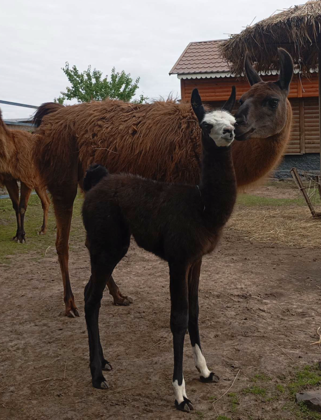 У Менському зоопарку народилися лами та поні