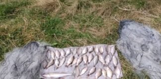 Двома сітками впіймав 35 рибин: на Чернігівщині затримали браконьєра