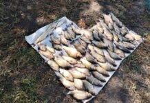60 карасів, щука й плітка: на Чернігівщині браконьєр наловив риби майже на 100 тисяч гривень