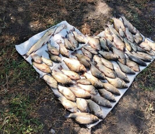 60 карасів, щука й плітка: на Чернігівщині браконьєр наловив риби майже на 100 тисяч гривень