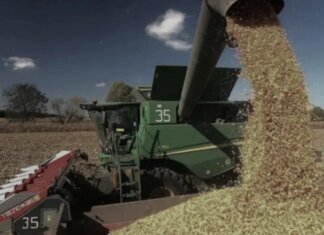На Кубані офіційно визнали дефіцит пального в розпал жнив — влада рф просить збільшити постачання дизеля