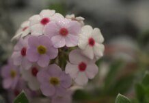 Короткочасні дощі і до 26° тепла — прогноз погоди на 25 липня
