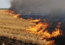 Горіли підприємство, господарча будівля, 9 гектарів ячменю: ворог продовжує атакувати Чернігівщину
