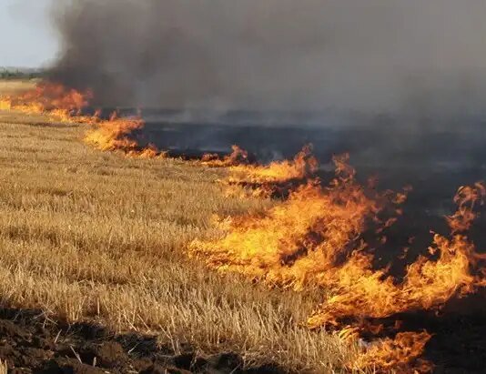 Горіли підприємство, господарча будівля, 9 гектарів ячменю: ворог продовжує атакувати Чернігівщину