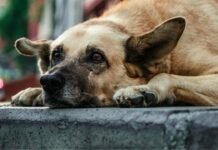 У Ніжині знесли будки для безпритульних собак: зоозахисники звернулися до поліції