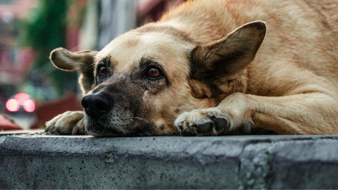 У Ніжині знесли будки для безпритульних собак: зоозахисники звернулися до поліції