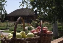 Дерева ламаються, а яблука лежать на дорогах і дахах: у Сосницькій громаді на Чернігівщині — рекордний урожай
