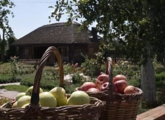 Дерева ламаються, а яблука лежать на дорогах і дахах: у Сосницькій громаді на Чернігівщині — рекордний урожай
