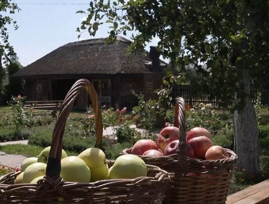 Дерева ламаються, а яблука лежать на дорогах і дахах: у Сосницькій громаді на Чернігівщині — рекордний урожай