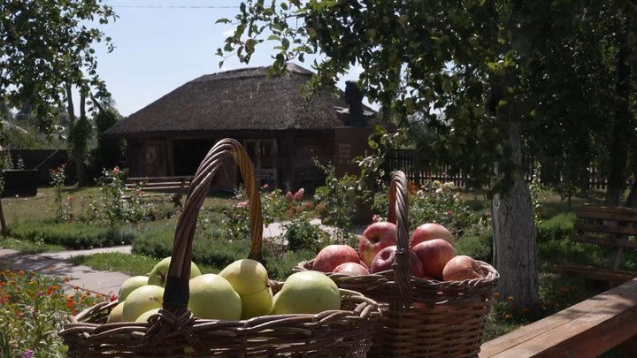 Дерева ламаються, а яблука лежать на дорогах і дахах: у Сосницькій громаді на Чернігівщині — рекордний урожай