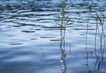 У селі Курінь на Чернігівщині зі штучної водойми дістали тіло чоловіка