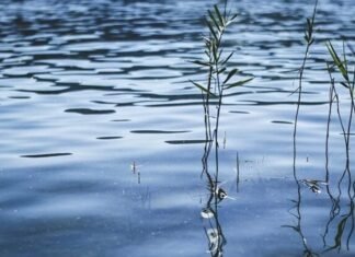 У селі Курінь на Чернігівщині зі штучної водойми дістали тіло чоловіка