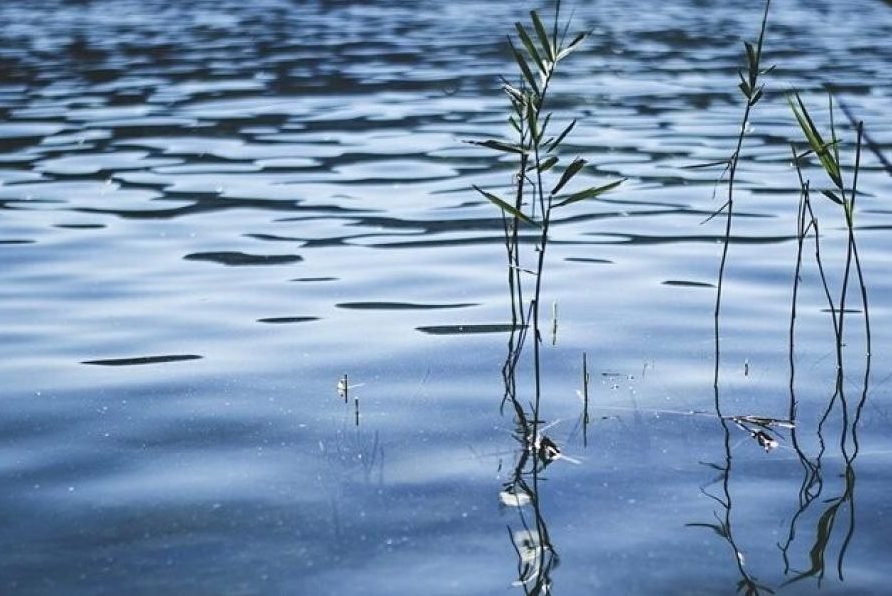 У селі Курінь на Чернігівщині зі штучної водойми дістали тіло чоловіка