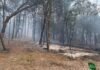 На Чернігівщині горіли ліси через російські обстріли: найбільша пожежа охопила 3,8 га