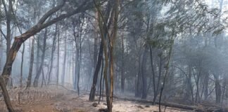 На Чернігівщині горіли ліси через російські обстріли: найбільша пожежа охопила 3,8 га