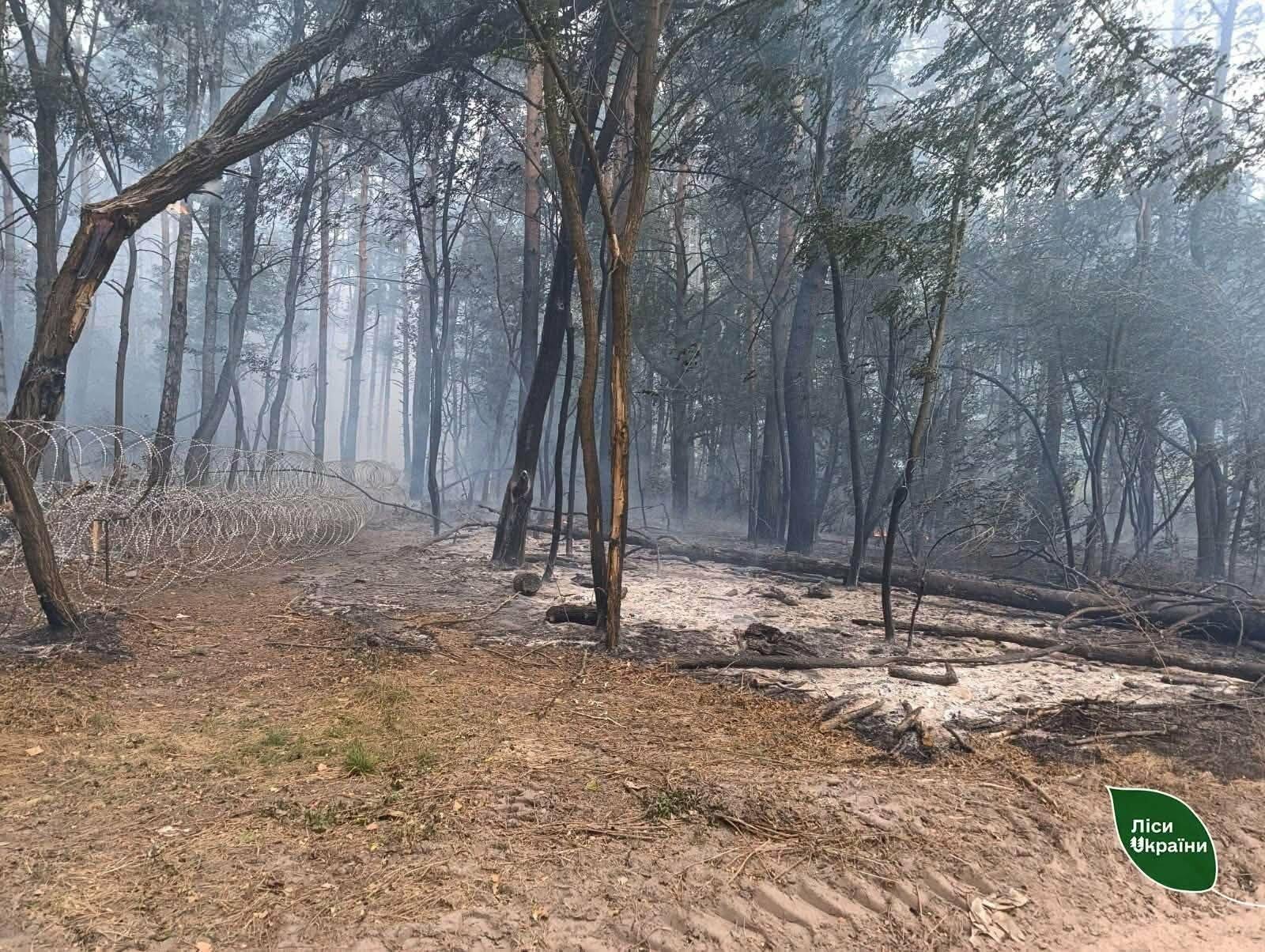 На Чернігівщині горіли ліси через російські обстріли: найбільша пожежа охопила 3,8 га