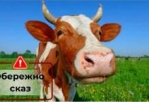 Сказ у корови: на Чернігівщині ввели карантин у селі та 3-кілометровій зоні