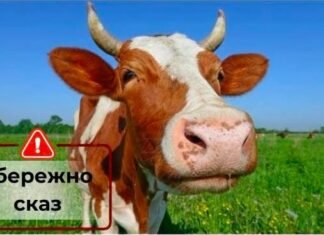 Сказ у корови: на Чернігівщині ввели карантин у селі та 3-кілометровій зоні