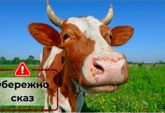 Сказ у корови: на Чернігівщині ввели карантин у селі та 3-кілометровій зоні