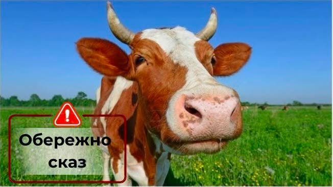 Сказ у корови: на Чернігівщині ввели карантин у селі та 3-кілометровій зоні