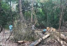 Російський дрон пошкодив 24 дерева в Ялівщині у Чернігові: збитки оцінили у понад 580 тисяч гривень