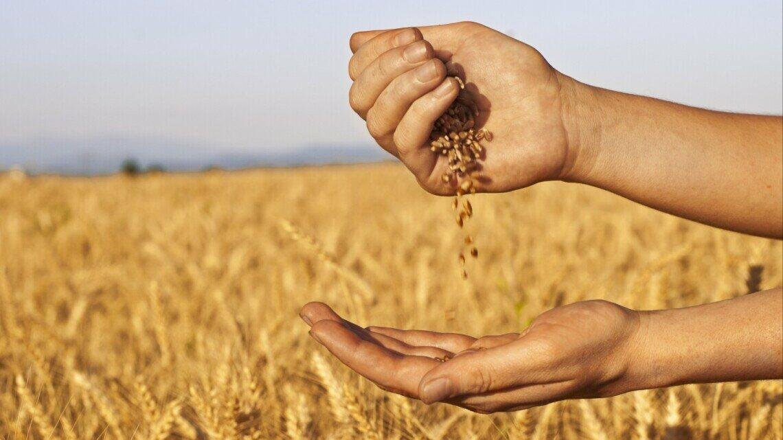Урожай під загрозою: російські атаки портів можуть коштувати Україні мільярди доларів