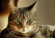 Що святкують 8 серпня в Україні та світі