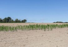Рекордно спекотне літо коштуватиме економіці ЄС €180 млрд