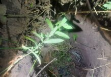 Латвійські прикордонники виявили підземний тунель на кордоні з білоруссю — затримано 15 нелегалів