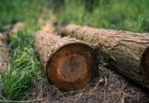 На Чернігівщині за незаконну вирубку 122 дерев до бюджету сплатили понад 3 млн грн