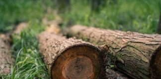 На Чернігівщині за незаконну вирубку 122 дерев до бюджету сплатили понад 3 млн грн