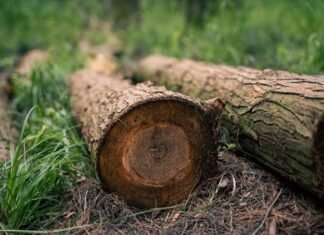 На Чернігівщині за незаконну вирубку 122 дерев до бюджету сплатили понад 3 млн грн