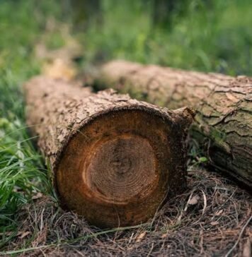 На Чернігівщині за незаконну вирубку 122 дерев до бюджету сплатили понад 3 млн грн