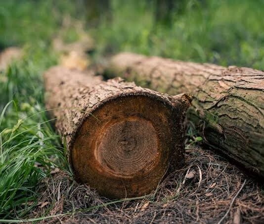 На Чернігівщині за незаконну вирубку 122 дерев до бюджету сплатили понад 3 млн грн