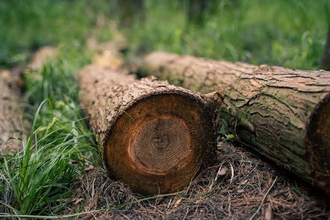 На Чернігівщині за незаконну вирубку 122 дерев до бюджету сплатили понад 3 млн грн