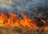 Горіли будівлі та суха трава: на Чернігівщині за добу сталося 8 пожеж