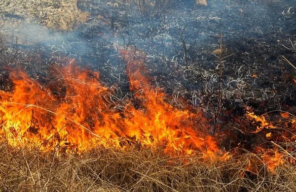 Горіли будівлі та суха трава: на Чернігівщині за добу сталося 8 пожеж