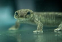 Одно из самых редких земноводных в мире в шаге от вымирания: сколько особей осталось на Земле (видео)