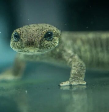 Одно из самых редких земноводных в мире в шаге от вымирания: сколько особей осталось на Земле (видео)