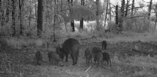 Літня ніч на Чернігівщині: фотопастка зафіксували життя диких тварин