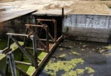 «Цвітіння» води та зміна кольору: екологи перевірили річку Остер на Чернігівщині після скарг мешканців