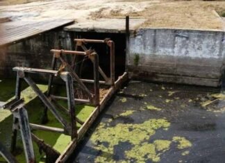 «Цвітіння» води та зміна кольору: екологи перевірили річку Остер на Чернігівщині після скарг мешканців
