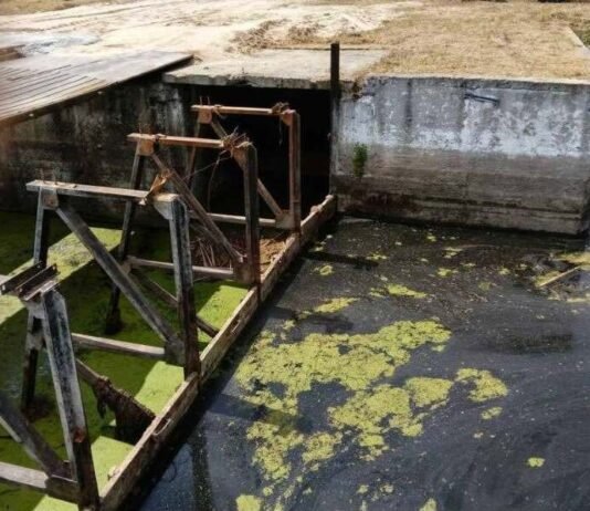 «Цвітіння» води та зміна кольору: екологи перевірили річку Остер на Чернігівщині після скарг мешканців