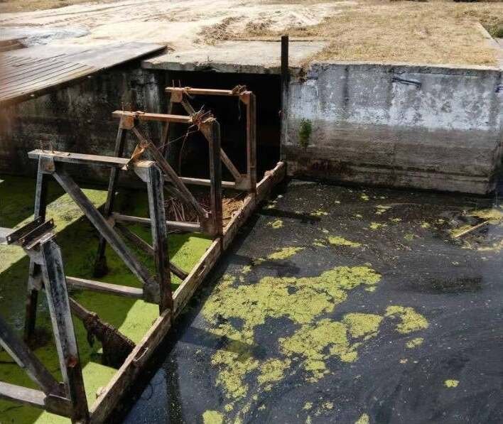 «Цвітіння» води та зміна кольору: екологи перевірили річку Остер на Чернігівщині після скарг мешканців